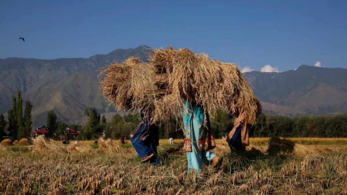 Winter-sown rice still faces the risk of decline.